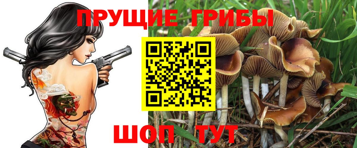 Псилоцибиновые грибы Psilocybine cubensis Свободный